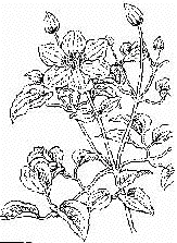 スケッチ