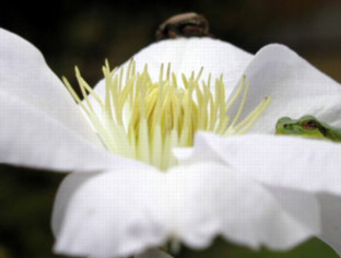 開花