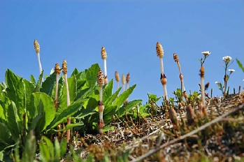 ỹXMi