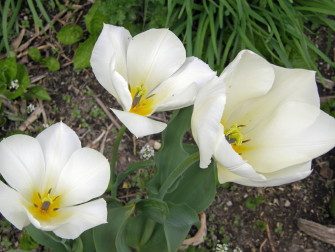 茩