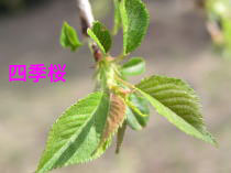 lGE}̉HAbv