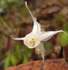 ikariso3.jpg