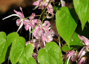 ikariso5.jpg