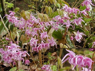 ikariso8.jpg