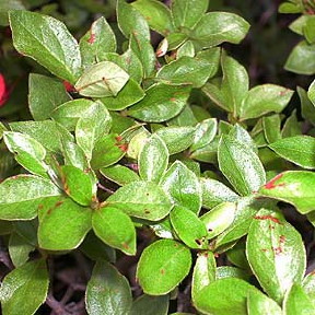 yamatutuji7