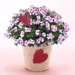 Pelargonium6