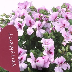 Pelargonium7