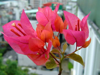 bougainvillea_kujyu1