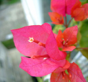 bougainvillea_kujyu2