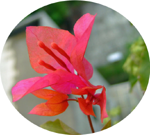 bougainvillea_kujyu3