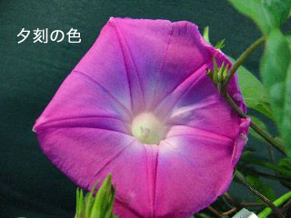 hATKI9