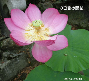 自宅鉢植えのハス16