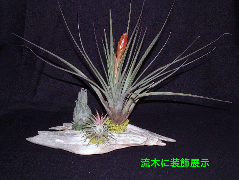 Air Plants7